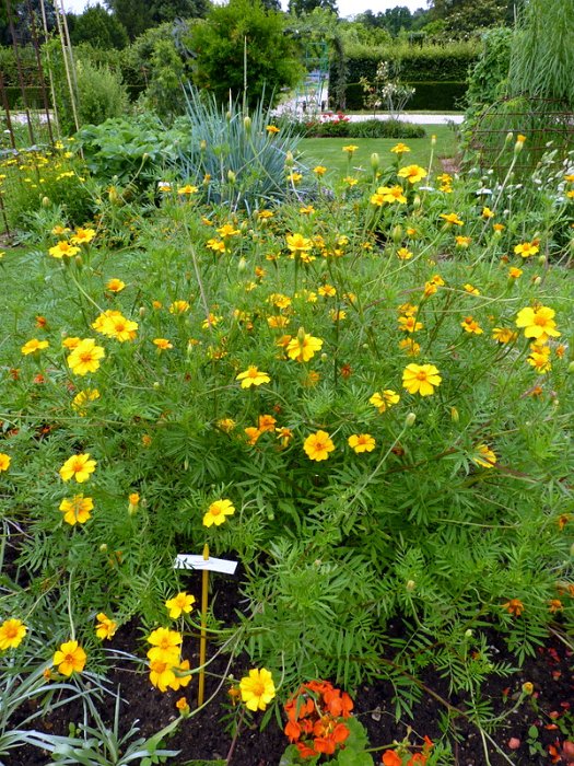 Tagetes patula 'Ground Control' (2)